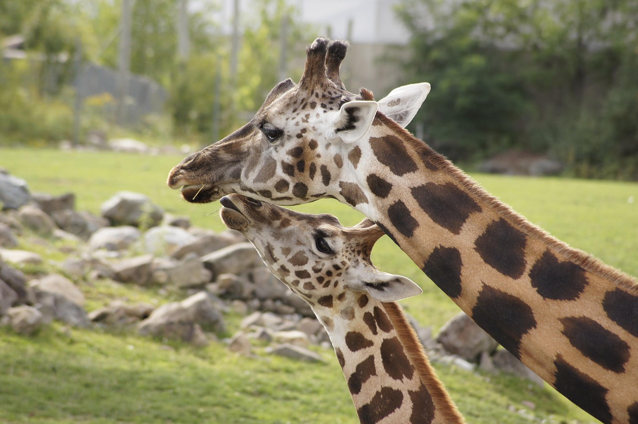 Parc Lunaret Zoo de Montpellier